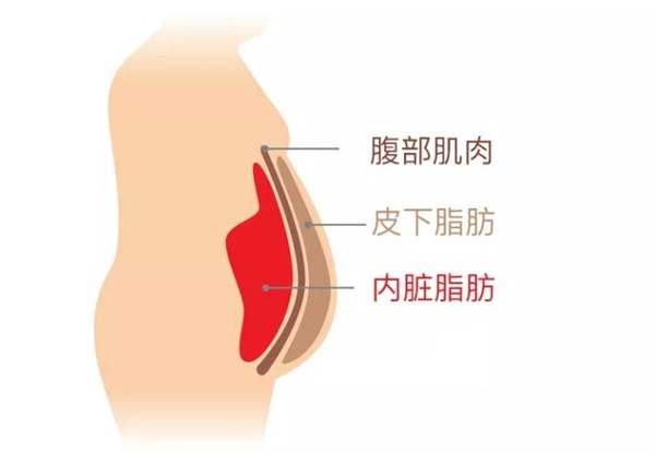谈球吧官方网站体育为您讲解:内脏脂肪要怎么减